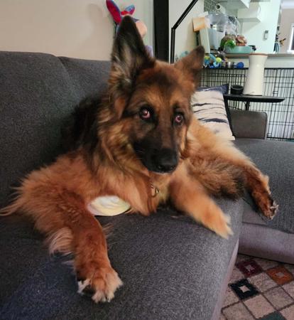 German Shepherd Dog (Long Stock Coat) dog for sale by SUNDANEKA