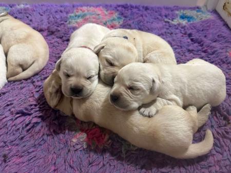 Labrador Retriever puppy for sale by SUNSHINELABS