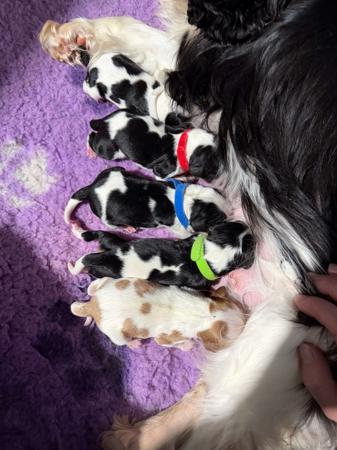 Cavalier King Charles Spaniel puppy for sale by SUPERBACRES