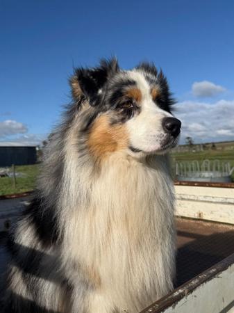 Swiftwinds Who’s Your Daddy Australian Shepherd