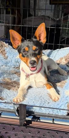 Tenterfield Terrier dog for sale by SWINTER