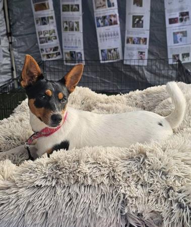 Tenterfield Terrier puppy for sale by ALKIRI