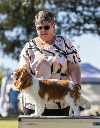 Swinabie Everybody Wants This Cavalier King Charles Spaniel