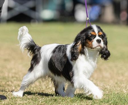 Alexabelle Leap To Fame Cavalier King Charles Spaniel