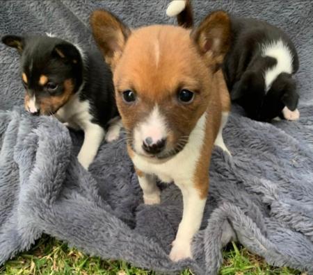 Basenji puppy for sale by TAMARD