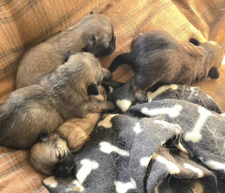 Tibetan Spaniel puppy for sale by TAMARD