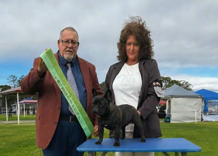 Taureau Black Opium French Bulldog