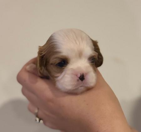 Cavalier King Charles Spaniel puppy for sale by TAYBON