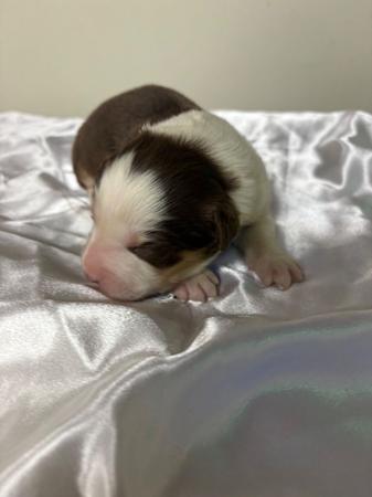 Border Collie puppy for sale by TAYLEA 