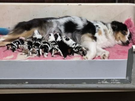 Miniature American Shepherd puppy for sale by TAYONA