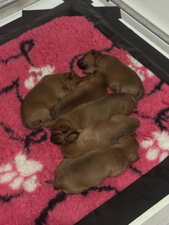 Irish Terrier puppy for sale by TEDDYWADDY