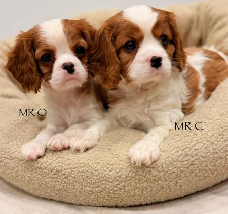 Cavalier King Charles Spaniel puppy for sale by TEGFEDD