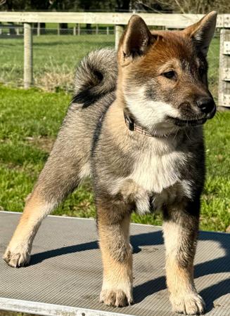 Shikoku puppy for sale by TEMZIN