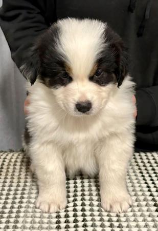 Australian Shepherd puppy for sale by THEARK
