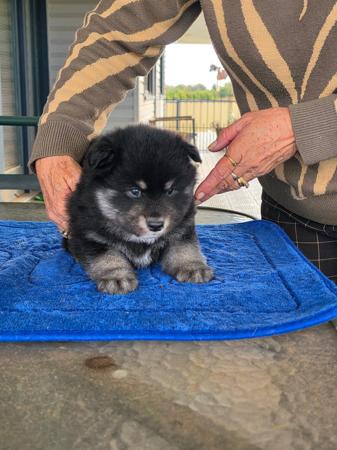 Finnish Lapphund puppy for sale by THELDAROY