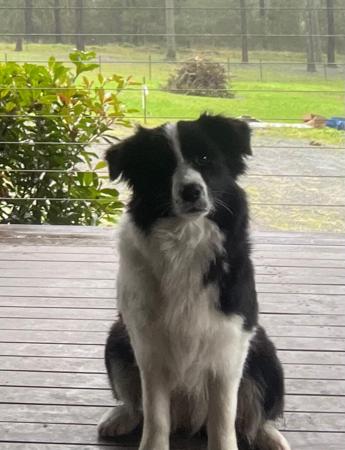 Border Collie dog for sale by TIMMALLY