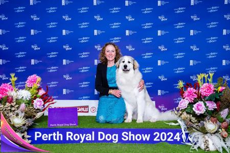 Australian Champion Gorvin The Coal Miners Daughter Pyrenean Mountain Dog