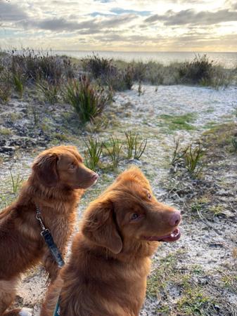 Nova Scotia Duck Tolling Retriever for sale by TOLLERCOASTA