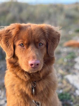 Nova Scotia Duck Tolling Retriever for sale by TOLLERCOASTA