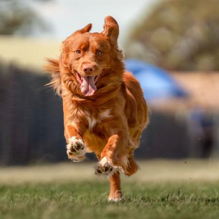 Nova Scotia Duck Tolling Retriever for sale by TOLLERCOASTA
