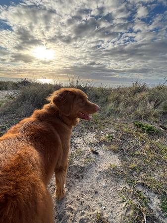 Nova Scotia Duck Tolling Retriever for sale by TOLLERCOASTA