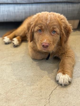Nova Scotia Duck Tolling Retriever for sale by TOLLERCOASTER
