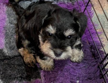 Schnauzer (Miniature) puppy for sale by TORNADO