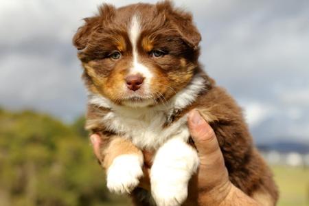 Australian Shepherd puppy for sale by TOUJOUR