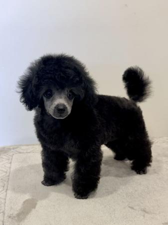 Poodle (Toy) puppy for sale by TOYAMORE
