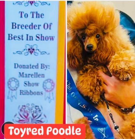 Poodle (Toy) for sale by TOYRED