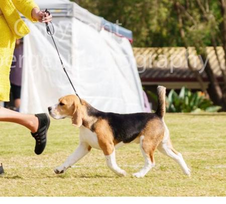 Beagle dog for sale by TREEVIEW