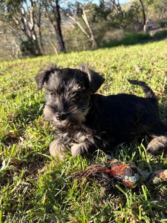 Schnauzer (Miniature) puppy for sale by TRELINGAPARK