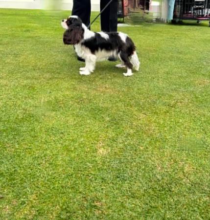 Trescaval So So Posh Cavalier King Charles Spaniel