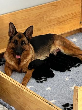 German Shepherd Dog puppy for sale by TREUSCHUTZER
