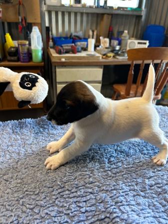 Fox Terrier (Smooth) puppy for sale by TRIPLEFUN