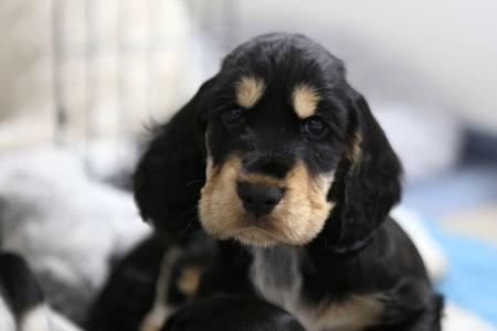 Cocker Spaniel puppy for sale by TRIXELLE