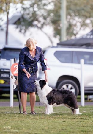 Aust Ch Trucharm NY State of Mind Border Collie