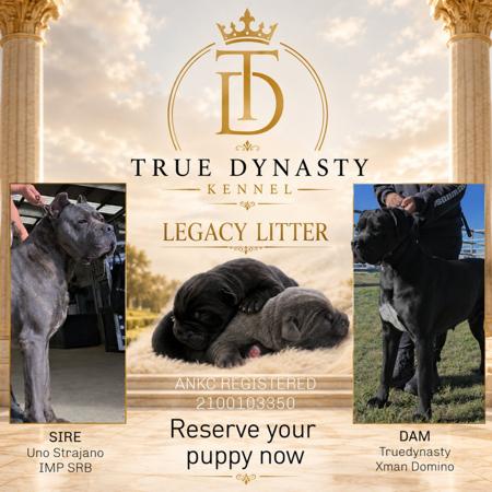 Cane Corso puppy for sale by TRUEDYNASTY