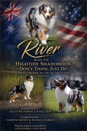 Ch Hightide Shadomoon Don't Think, Just Do  AM. CA AM. CAA AM. TKI AM. TKN SPRD JC (IMP USA) Australian Shepherd