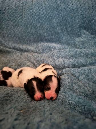 Papillon puppy for sale by TUSKANTAIL
