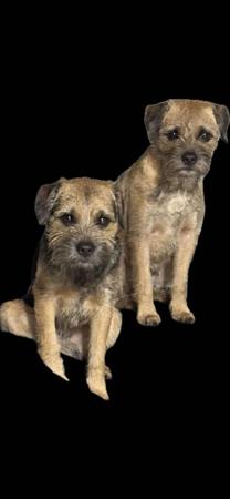 Border Terrier for sale by TUXAL