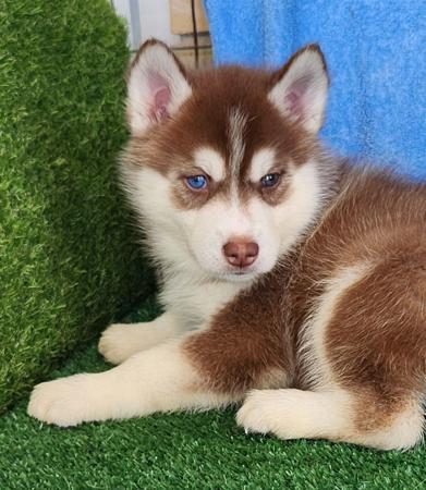 Siberian Husky puppy for sale by UKEE15