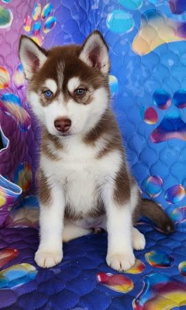 Siberian Husky puppy for sale by UKEEVEA