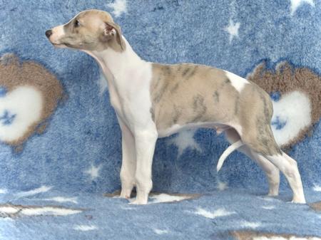 Whippet puppy for sale by JETAIME