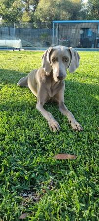 Weimaraner puppy for sale by VALLEYWEIS