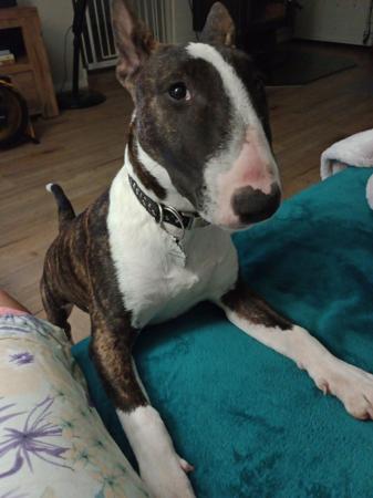 Bull Terrier (Miniature) dog for sale by VALOURBULL