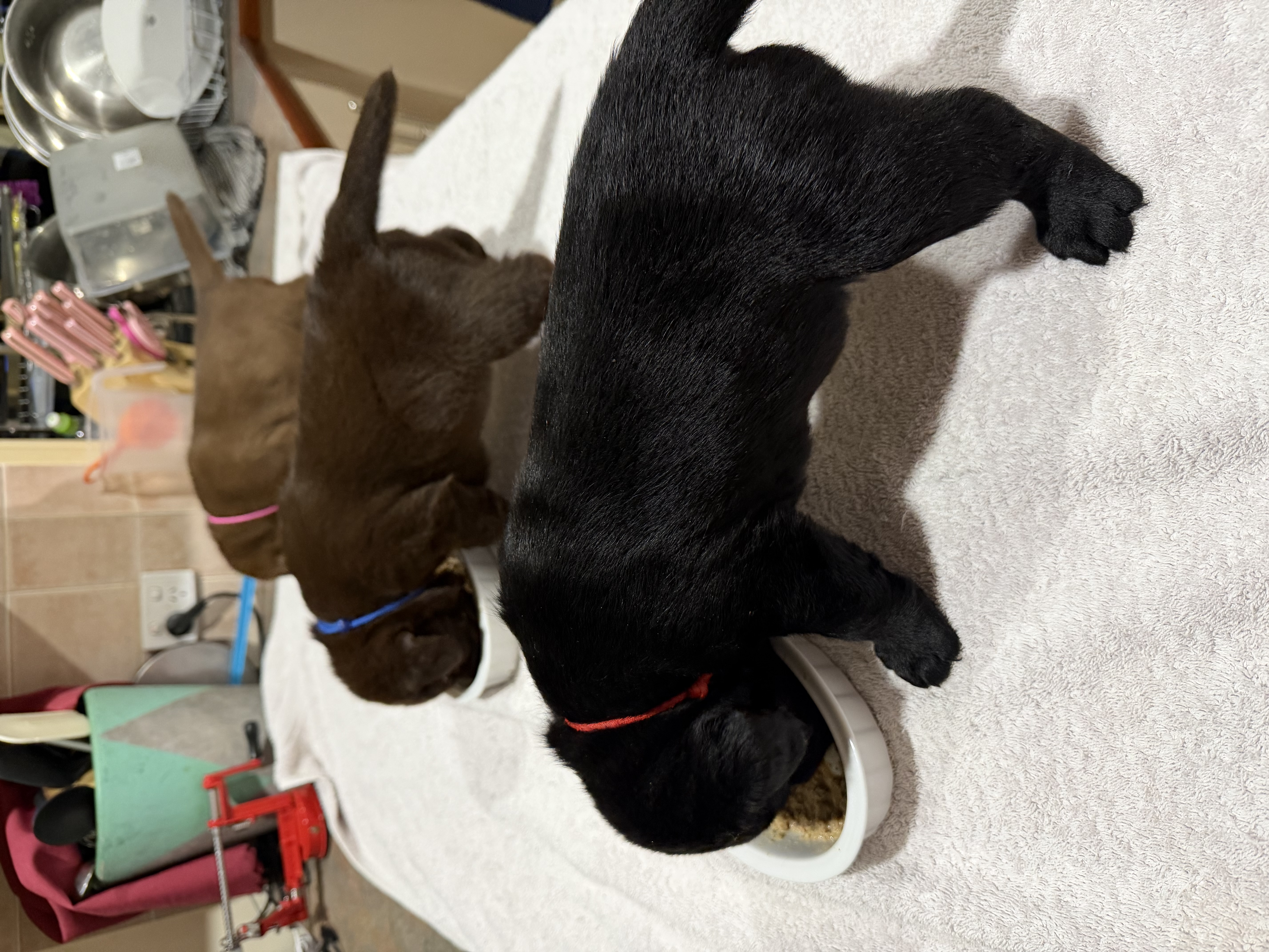 Labrador Retriever puppy for sale by VICKYH01