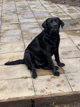 Labrador Retriever dog for sale by VICKYH01
