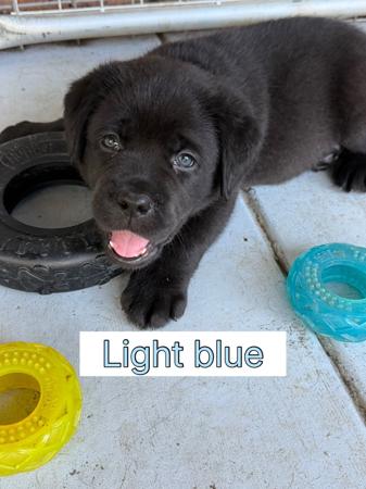 Labrador Retriever puppy for sale by SASHSKY