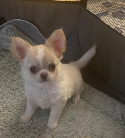 Chihuahua (Long Coat) puppy for sale by VITTORIOSO